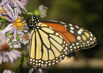monarch butterfly on lavender flowers, milkweed butterfly 