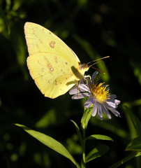 sulphur butterfly