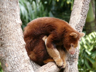Obraz premium tree kangaroo
