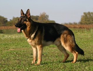 berger allemand statique