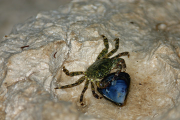 das geschirr der krabbe