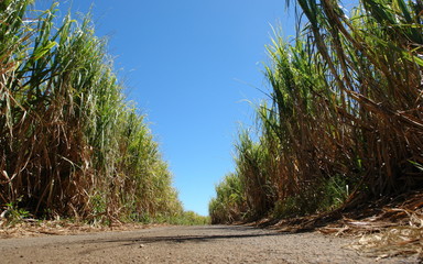 Fototapeta premium route tropicale