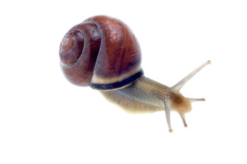 snail