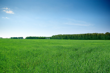 Obraz premium summer landscape