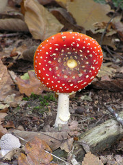 0586-champignon, amanite tue-mouche