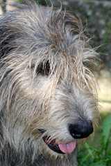 hundeportrait