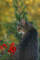 mieze im herbstlichen garten