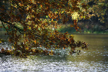herbstwald am teich