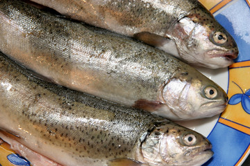 fish