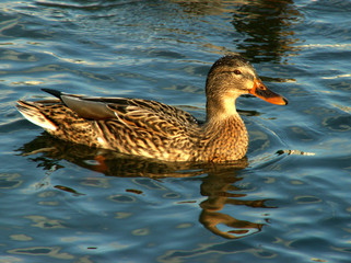 duck