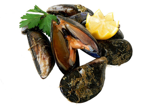 Moules 7