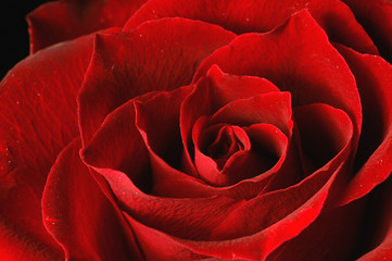 Naklejka premium rosenblüte