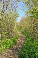 Fototapeta premium Country footpath winding through trees on a summer day