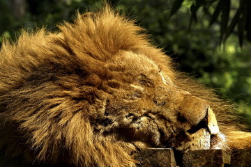 lion