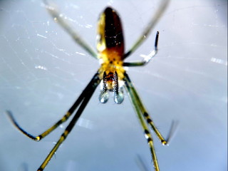 spider