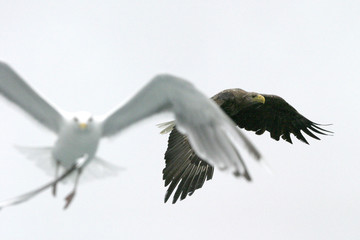 aigle - eagle