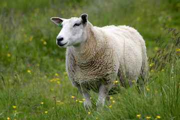 mouton - 1591593
