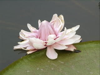 lotus