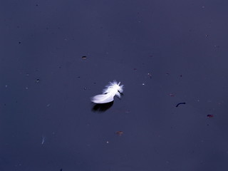 white feather