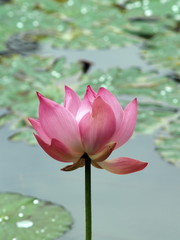 lotus flower