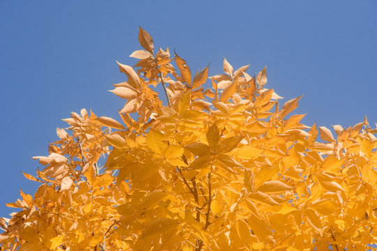 Pignut Hickory