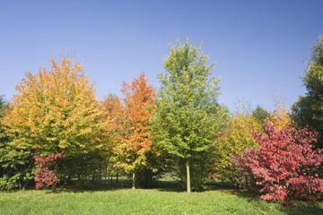 Fototapeta premium indian summer