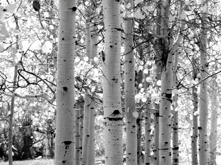 Fotobehang zwart-wit afbeelding van espenbomen © David Smith