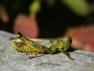 grasshopper in the fall