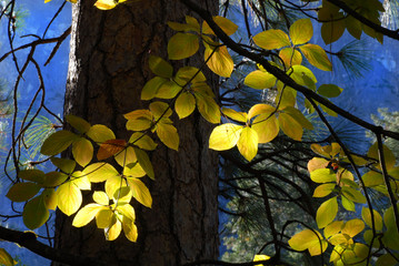 sun streaming through forest lighting leaves of a tree