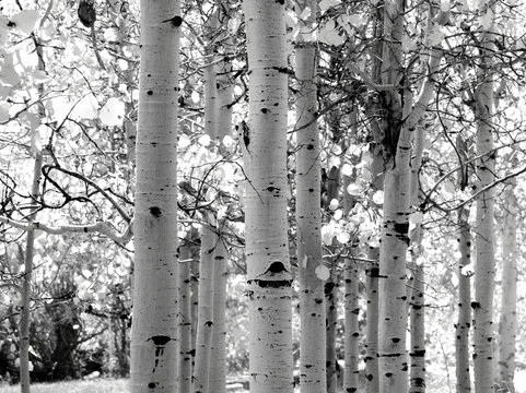 black and white image of aspen trees