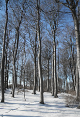 Fototapeta premium winter forest