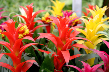 Obraz premium guzmania