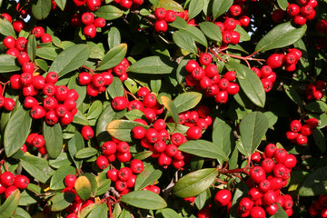 red berries