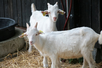 Obraz premium farm goat