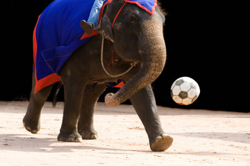 elephant playing