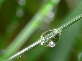 goutte