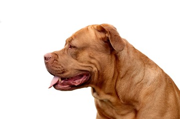 chien dogue de bordeaux