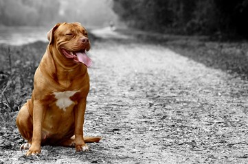 chien couleur sur fond n&b