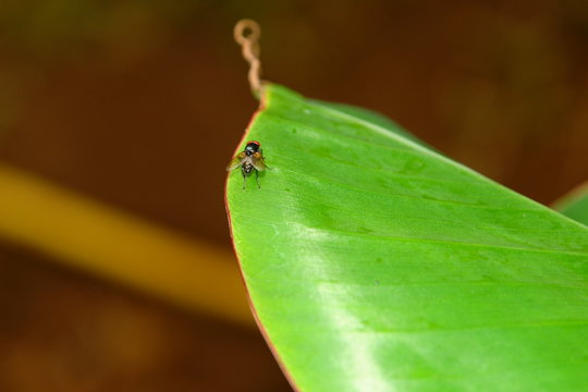 insecte volant