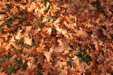 autumn leafs