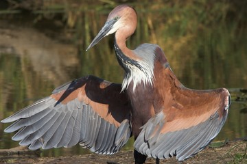 goliath heron