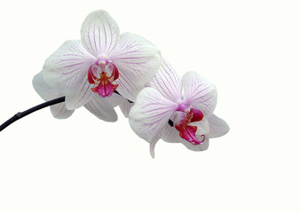orchideé