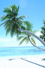 paradise