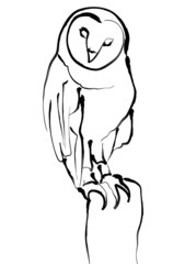 owl