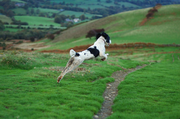 springer spaniel in full flight