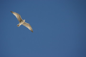 la mouette