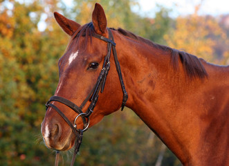 Obraz premium bay horse portrait