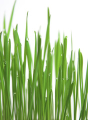 Fototapeta na wymiar zielona trawa, pionowy format
