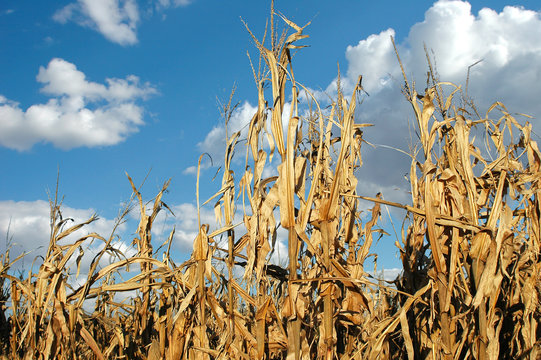 cornfield at harvest