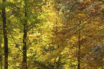 Obraz premium yellow leaves on the appalachian trail